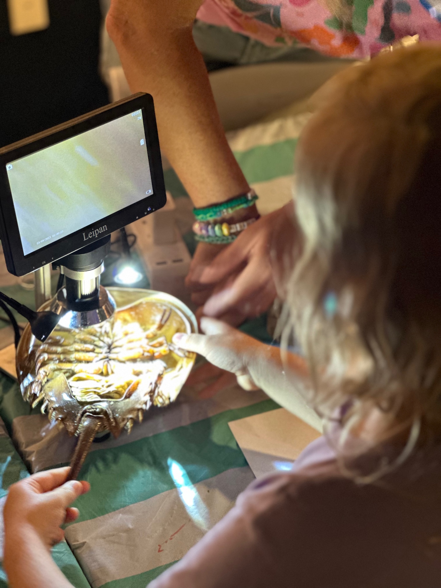 A camper points out details on a horseshoe crab specimen under the microscope camera