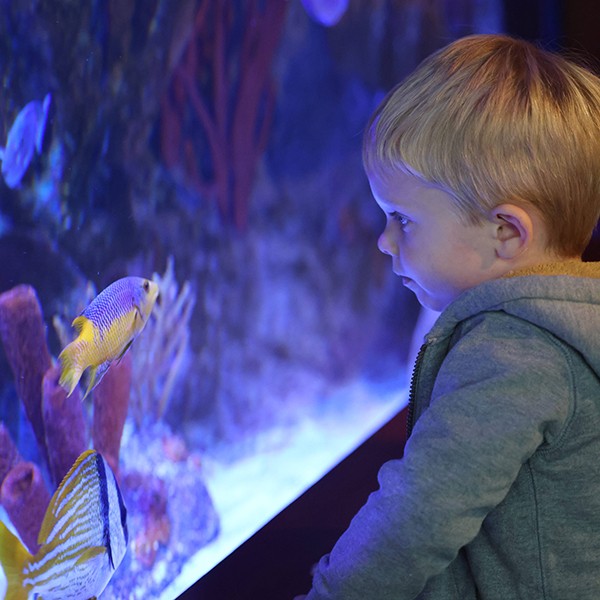 A living aquarium exhibit inside the Florida Keys History & Discovery Center
