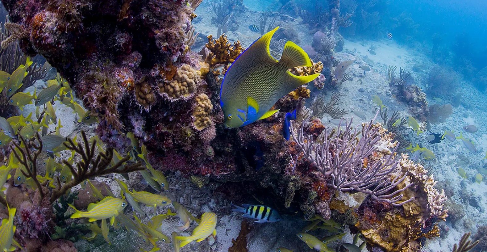 Underwater photograph of a coral reef: a queen angelfish with electric blue and yellow fins swims above an overhang of purple sea fans and encrusting corals, with a school of yellow grunts and a sergeant major below