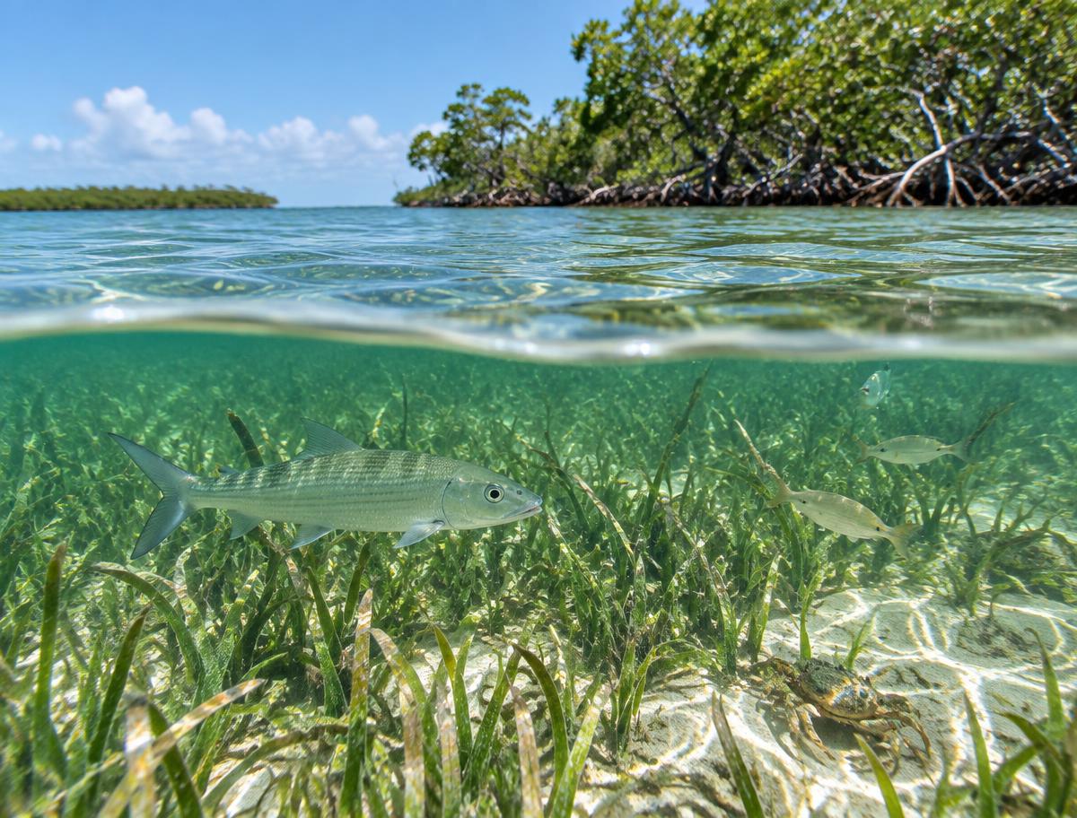 Bonefish swimming above a seagrass meadow beside a mangrove shoreline in the Florida Keys