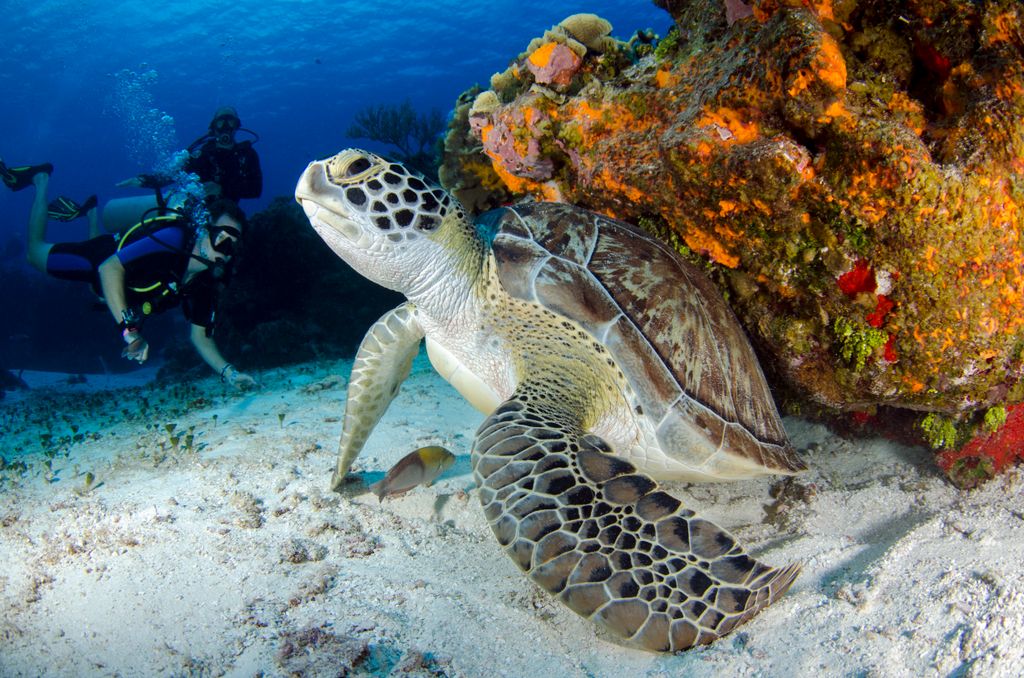 Scuba divers and a sea turtle on a colorful coral reef