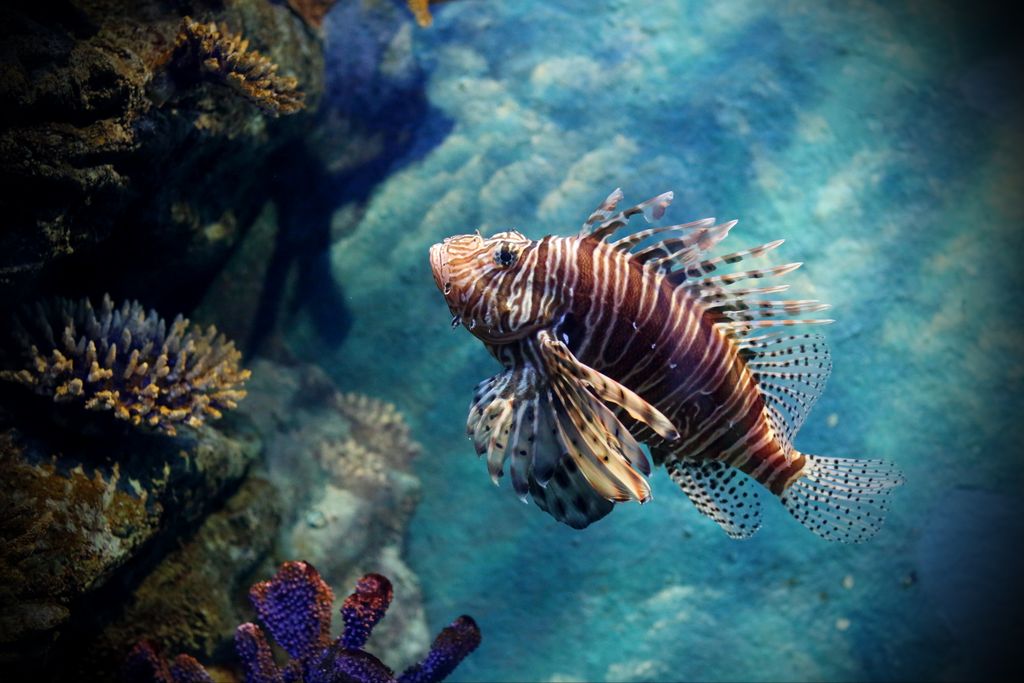A lionfish swimming over a vibrant coral reef