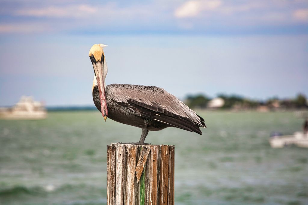 A brown pelican perched on a post by the ocean in the Florida Keys