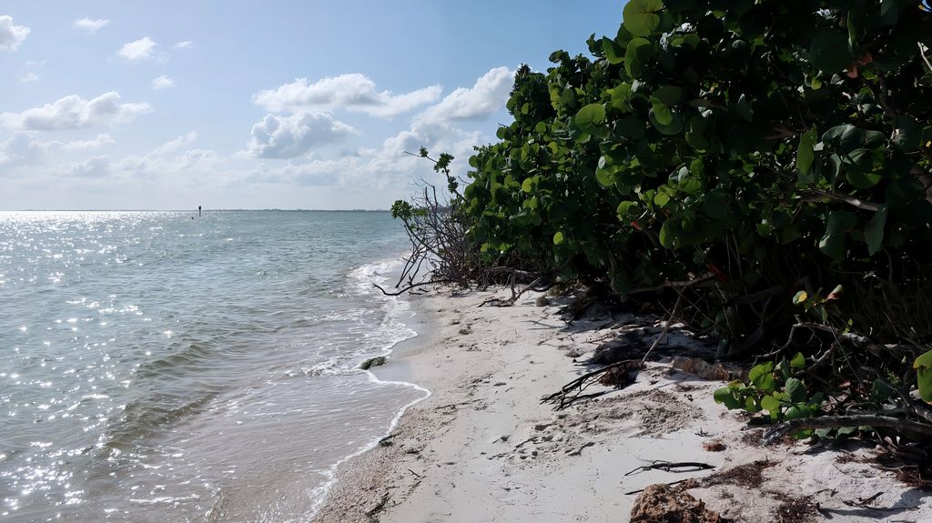 Mangrove trees along a Florida Keys shoreline under a sunny sky